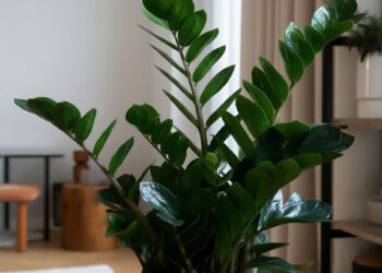Close-up of a ZZ plant with glossy green leaves in a cozy, well-lit living room