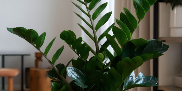 Close-up of a ZZ plant with glossy green leaves in a cozy, well-lit living room