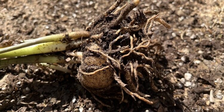 ZZ plant rhizomes close-up