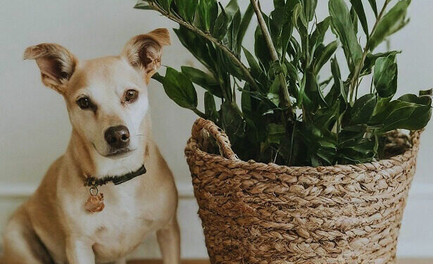 ZZ plant on a wooden floor with a small dog beside it