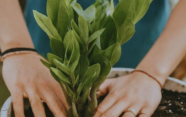 Gardener repotting a ZZ plant