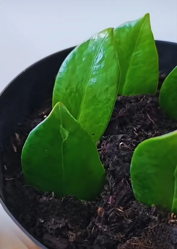 Close-up of ZZ plant leaves in soil ready for propagation