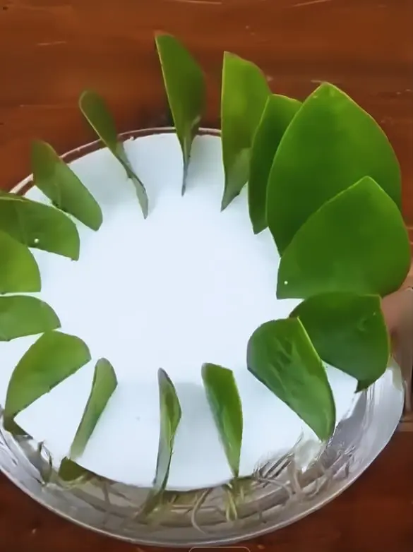 ZZ plant leaves in water for propagation