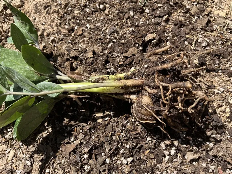 Multiple ZZ plant stems with visible rhizomes