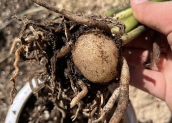ZZ plant rhizomes being removed from the pot