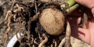 ZZ plant rhizomes being removed from the pot