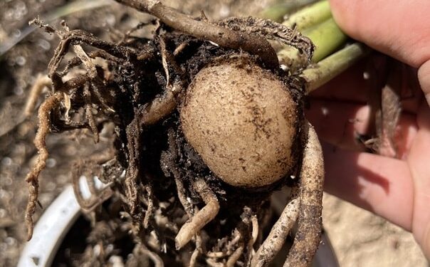ZZ plant rhizomes being removed from the pot