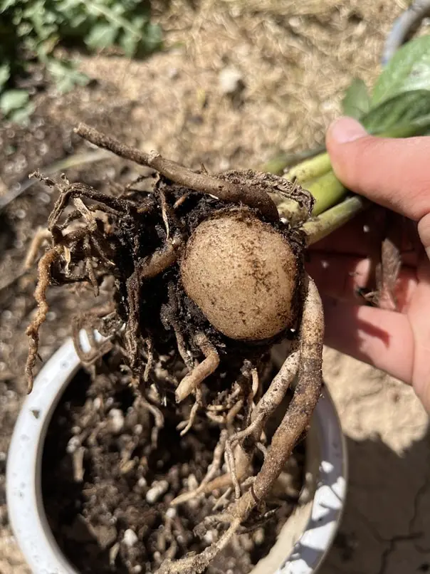 ZZ plant rhizomes being removed from the pot