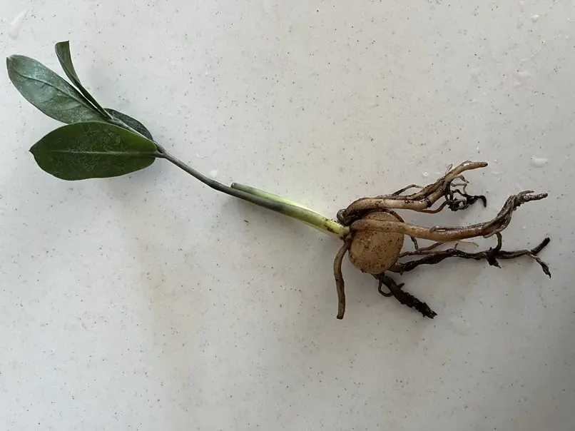 ZZ plant stem with visible rhizome