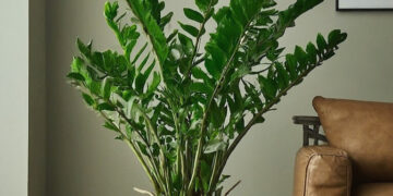 Large ZZ plant flourishing in a modern living room