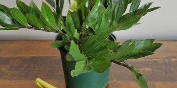 Gardening scissors near a ZZ plant