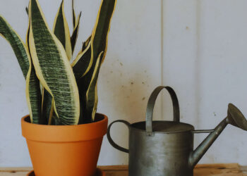 Snake plant in pot with a black watering can beside it