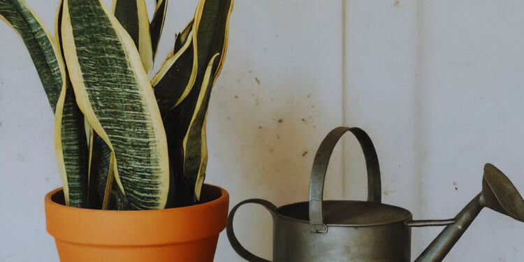 Snake plant in pot with a black watering can beside it