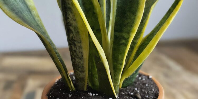 Healthy snake plant in well-draining soil in a pot