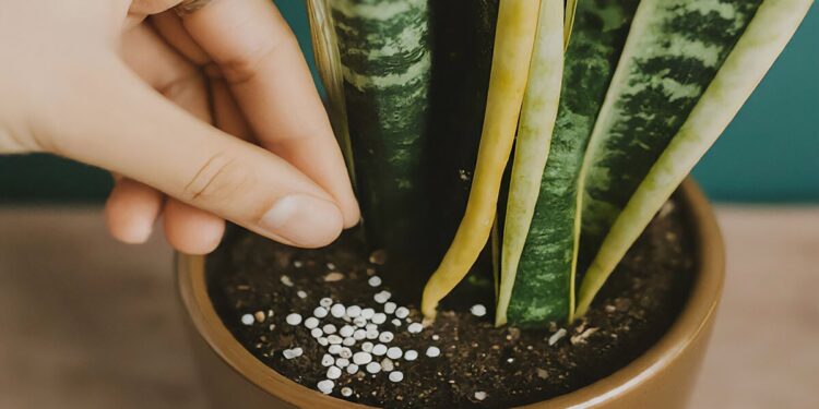 Close-up of hands sprinkling fertilizer onto the soil of a thriving snake plant