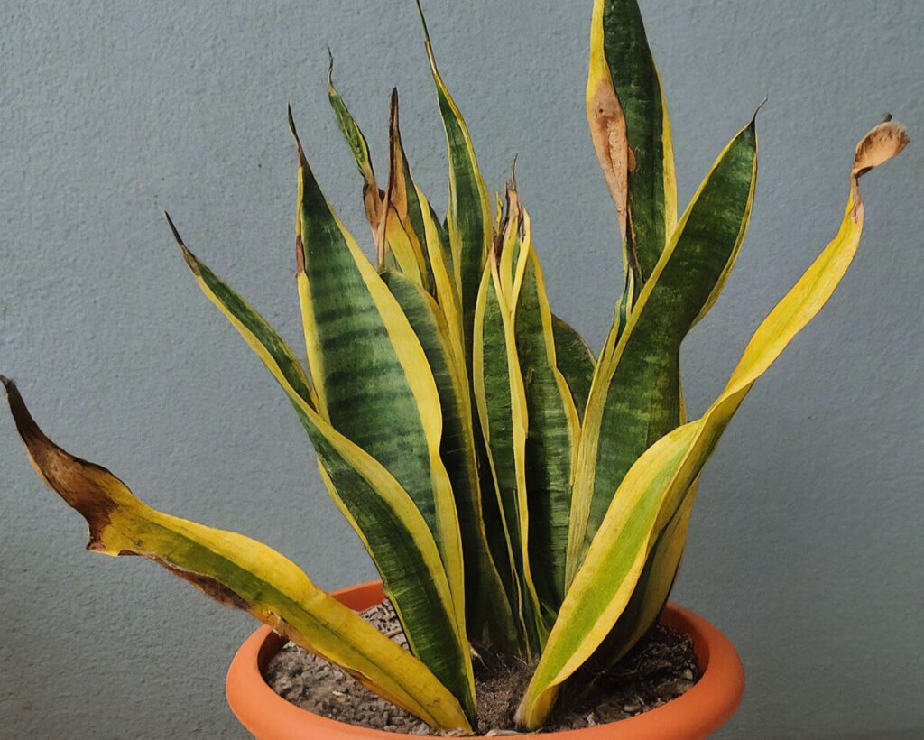 Damaged snake plant with yellowing leaves and other problems