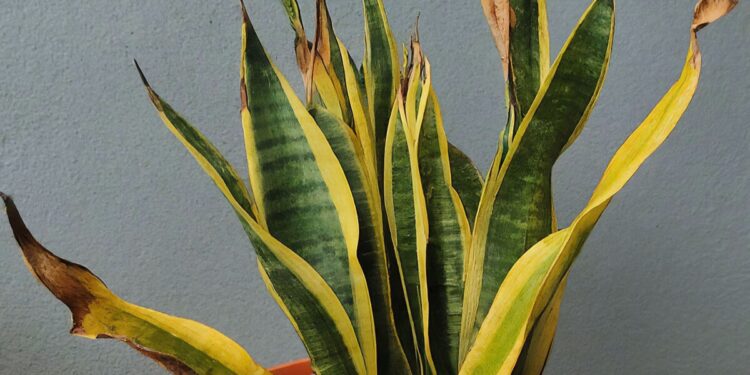 Damaged snake plant with yellowing leaves and other problems