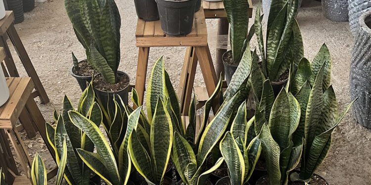 different snake plant varieties in various shapes and sizes