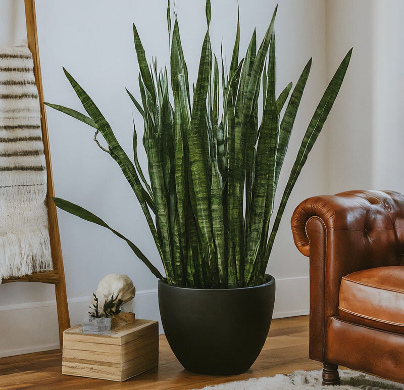 Large snake plant adding greenery to a stylish living room