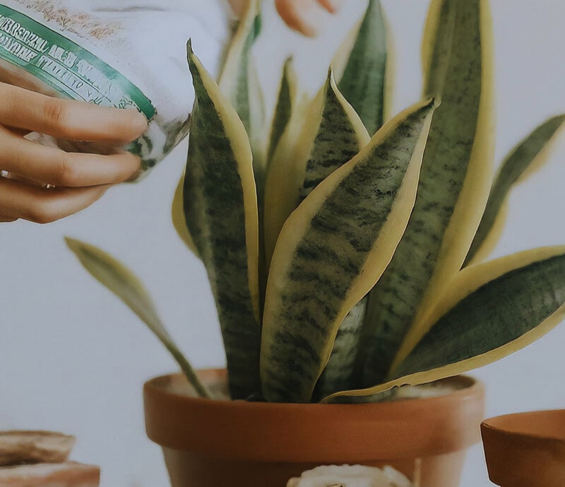A gardener providing essential nutrients to a snake plant through proper fertilization