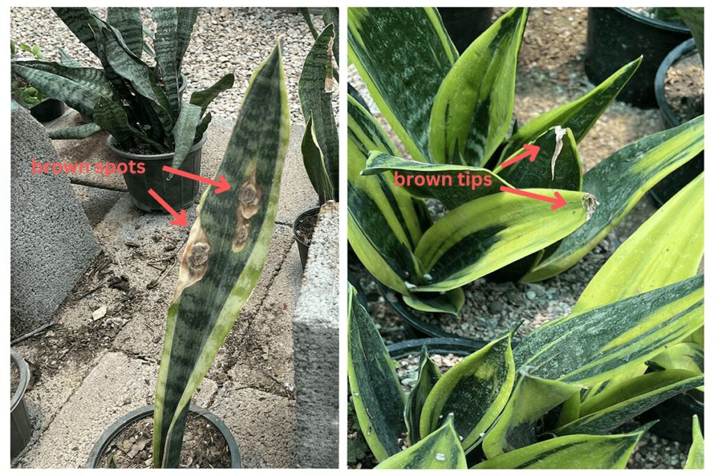 Comparison of brown spots vs. brown tips on a snake plant leaf