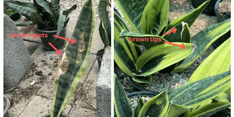 Comparison of brown spots vs. brown tips on a snake plant leaf