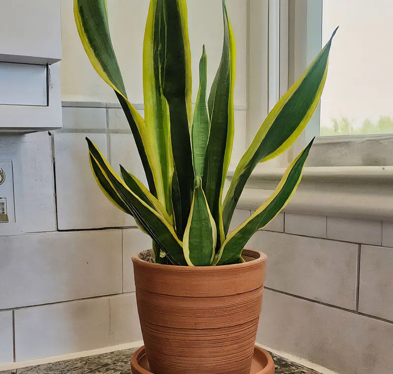 Fix Snake Plant Curling Leaves Causes + Recovery