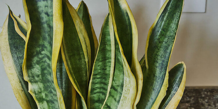 Close-up of snake plant's curling leaves