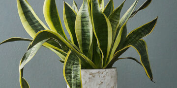 Snake plant with leaves falling over in a white pot