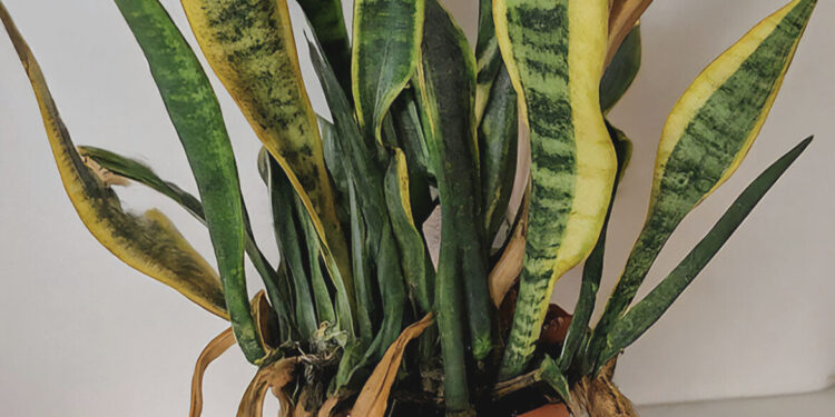 Snake plant roots affected by root rot disease