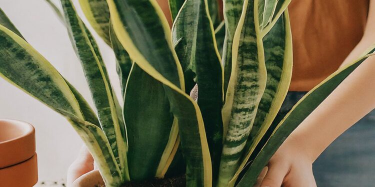 A woman carefully repotting a snake plant in a new ceramic pot