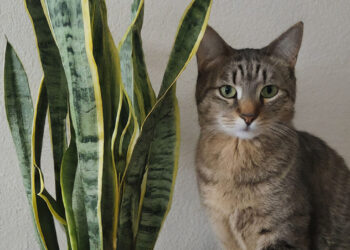 Cat inspecting a healthy snake plant at home