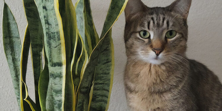 Cat inspecting a healthy snake plant at home