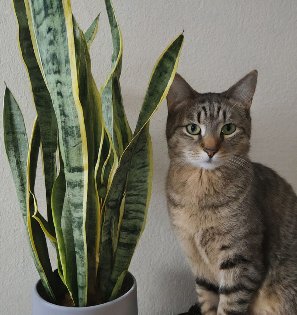 Cat inspecting a healthy snake plant at home