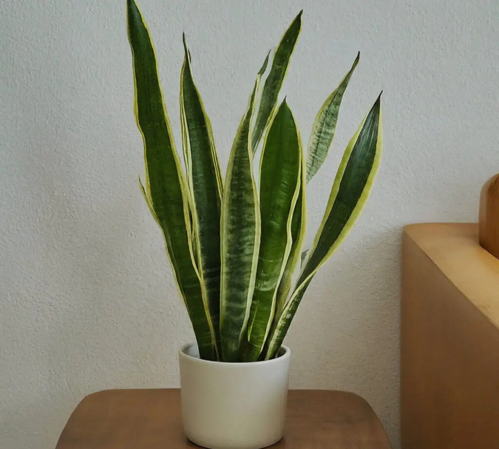 Snake plant in a white pot on a modern wooden side table by a sofa