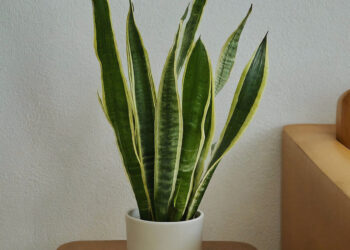 Snake plant in a white pot on a modern wooden side table by a sofa