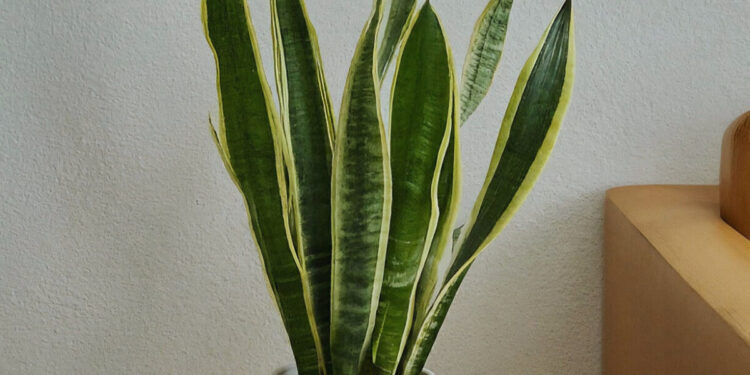 Snake plant in a white pot on a modern wooden side table by a sofa