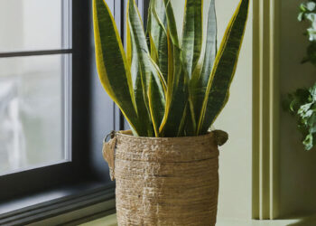 Indoor snake plant with striped leaves sitting close to a window
