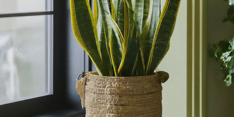 Indoor snake plant with striped leaves sitting close to a window