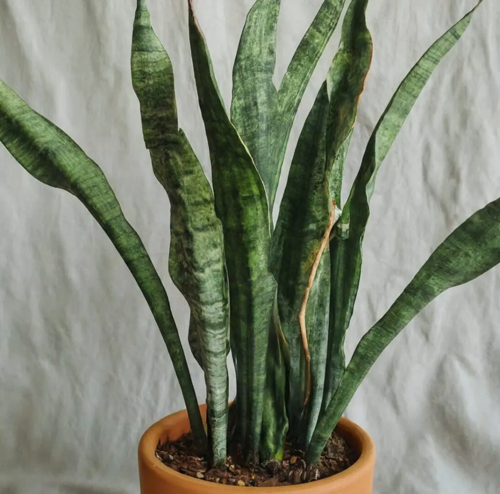 Mother-in-Law's Tongue plant with visible leaves damage and spots