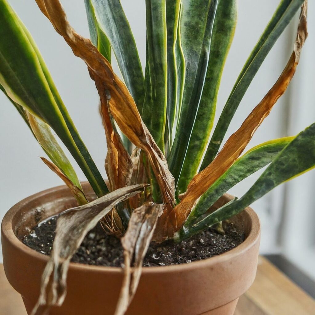 Snake plant suffering from leaf damage due to improper watering