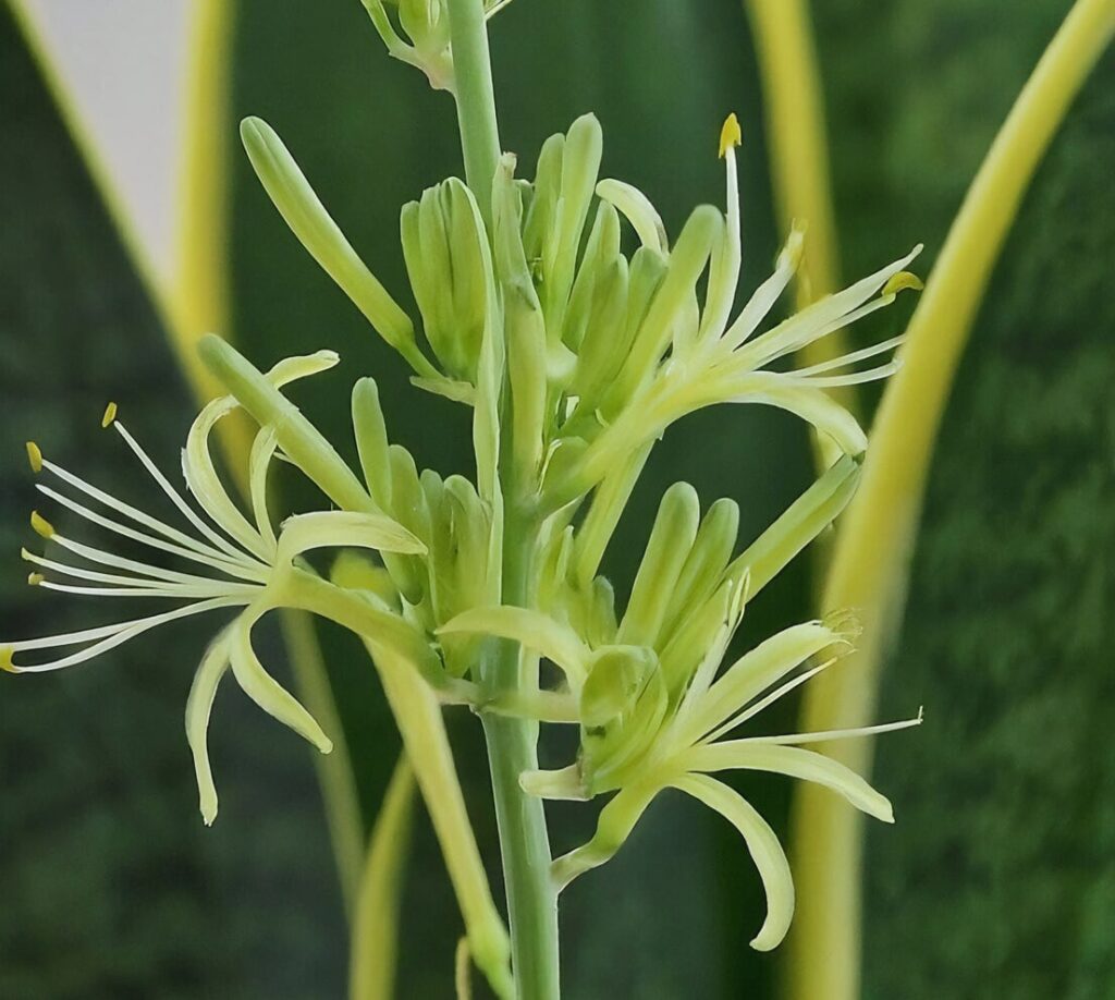 Close-up of a white and green Sansevieria flower