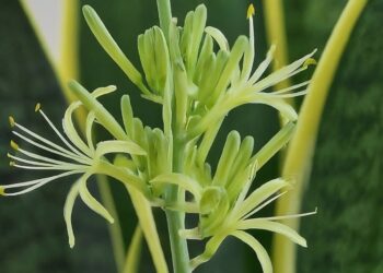 Close-up of a white and green Sansevieria flower