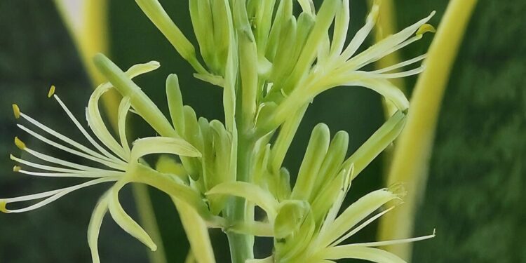 Close-up of a white and green Sansevieria flower