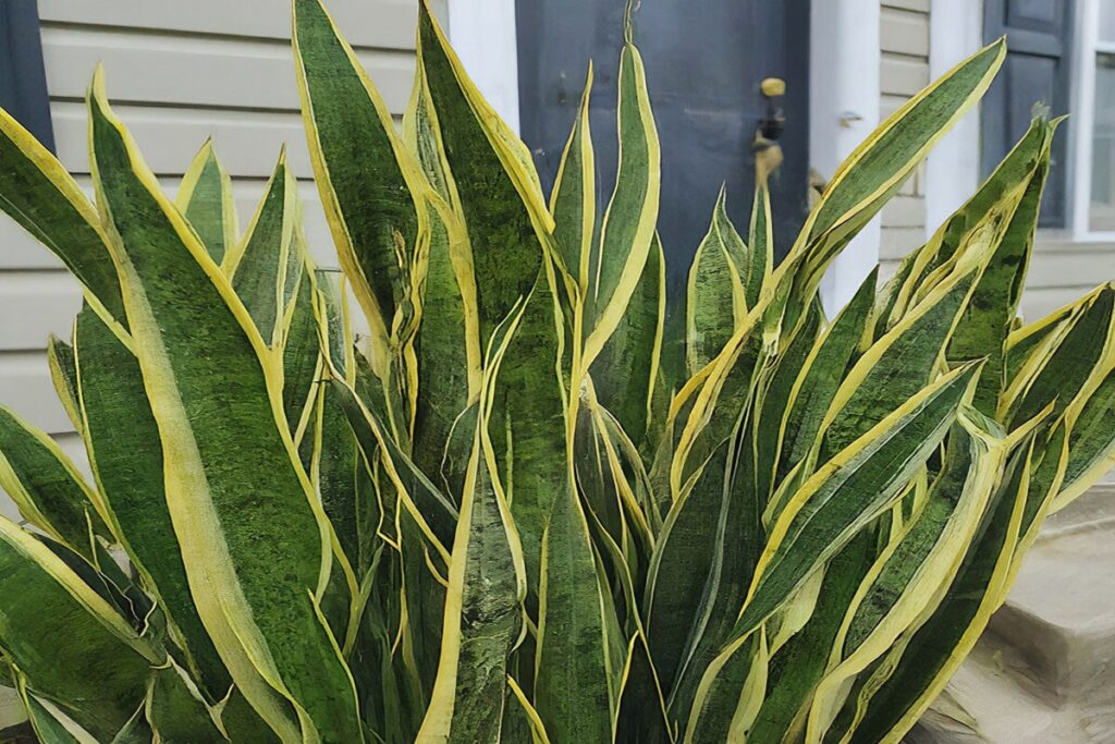 Many snake plants outside in front of a house