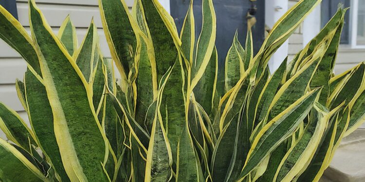 Many snake plants outside in front of a house