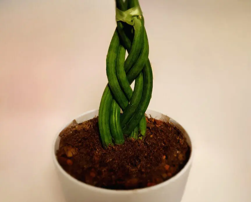 braided snake plant in a white pot