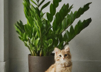 ZZ plant with a cute cat sitting close by