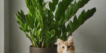 ZZ plant with a cute cat sitting close by
