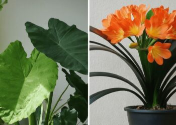 From left to right: Alocasia elephant leaves and Clivia with orange flowers